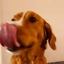 Chimp Quest: Spirit Isle Giveaway